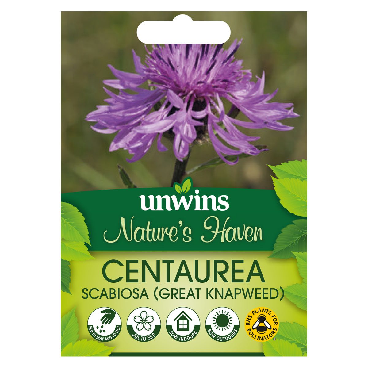 5051618034883 1 NH Greater Knapweed Seeds.jpg